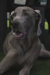 portrait of weimaraner in the garden