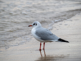 Seagull walking along the seashore. Seagull standing on the sandy beach of the sea.