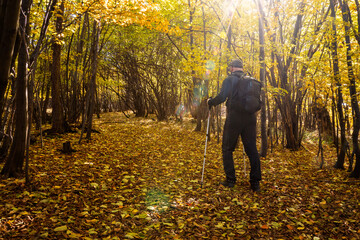 A hike through the forest on a lovely autumn day