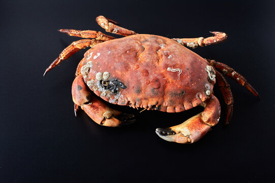 Crab on black background. Seafood with copy space
