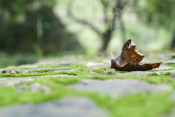 autumn 