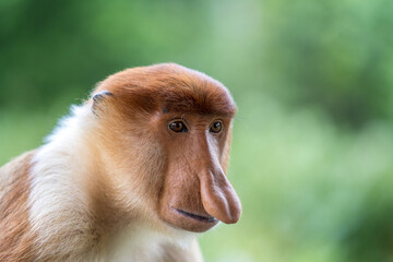 Family of wild Proboscis monkey or Nasalis larvatus, in the rainforest of island Borneo, Malaysia, close up