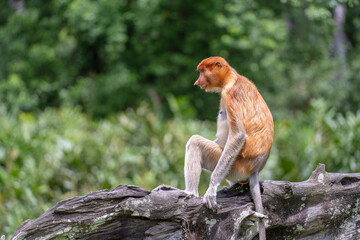 Family of wild Proboscis monkey or Nasalis larvatus, in the rainforest of island Borneo, Malaysia, close up