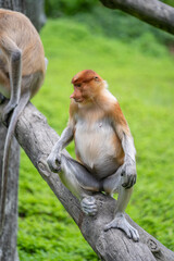 Family of wild Proboscis monkey or Nasalis larvatus, in the rainforest of island Borneo, Malaysia, close up