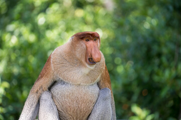 Naklejka premium Family of wild Proboscis monkey or Nasalis larvatus, in the rainforest of island Borneo, Malaysia, close up