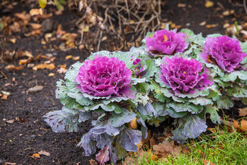 Decorative cabbage in the garden