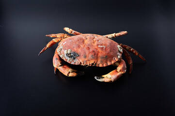 Crab on black background. Seafood with copy space