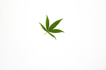 Green Cannabis leaf isolated on white background. Hemp leaf as symbol for medical cannabis. Weed in flat lay