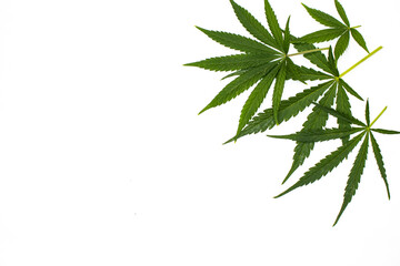Green cannabis leaves on white background. Minimal marijuana frame   for medical cannabis and...