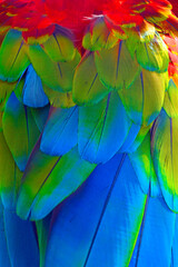 Obraz premium Parrot Feathers 