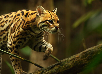 The American spotted cat (Leopardus pardalis) walking on the branche. Dark background.
