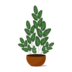 Zamioculcas. Houseplant. Plant for home and office. Flat style isolated on white background.