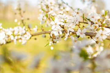 Biene an pfälzer Apfelblüte Frühling