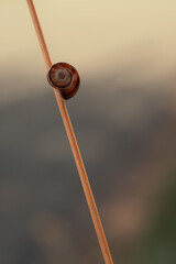 Schnecke an einem Pflanzenstiel