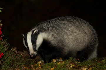 Badger, Scientific name: Meles Meles.  Wild, Eurasian badger foraging in Glen Strathfarrar, Highlands of Scotland at night with red rowna berries and heather.  Facing forward.  Close up.  Copy Space