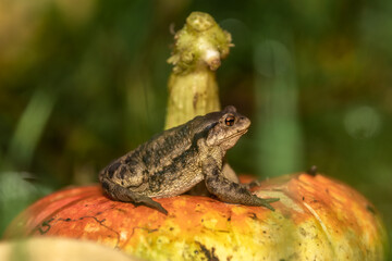 A frog is sitting on a pumpkin