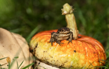 Frog on a pumpkin