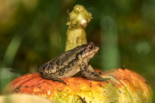 A frog is sitting on a pumpkin