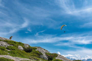 Paragliders and sheep on the panoramic hiking trail at the Aletsch Glacier