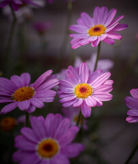 Fototapeta premium Lila Blumen im Garten