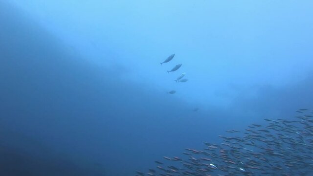 Underwater action scene with little tunny fishes chasing a sardines (sardinella aurita) baitball 