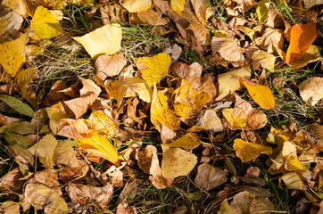 autumn. autumn background. yellow leaves on trees. maple leaves in autumn. for collage design.