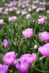 Desert rose. Delosperma cooperi. Pink purple flowers.