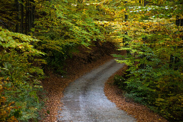 A colourful curving autumn road