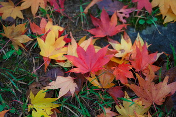 紅葉した落ち葉