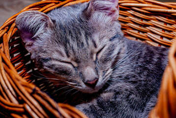 Naklejka na ściany i meble A gray striped kitty is sleeping in a basket!