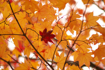 黄色いもみじと赤いもみじ