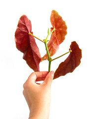 Hand holding cutting of tropical foliage of Begonia maculata Wightii, Polka dot begonia ready for propagation. Isolated on white background, copy space. Green leaves have white spots, red undersides.