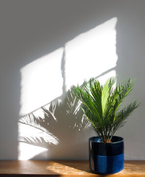 Vertical shot of green house plant; flower cycas revoluta, cycad, Japanese sago Palm tree, in a pot on shabby chic, grungy, wooden surface. Isolated on a white background, plant shadow, copyspace.