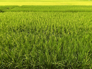 Golden paddy in green rice field. Real nature of countryside in the evening.