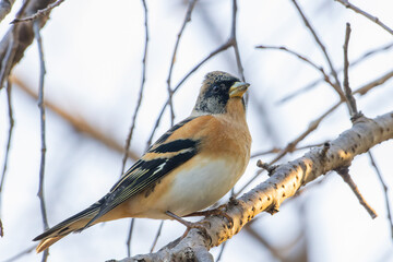 曇天を見つめるアトリ