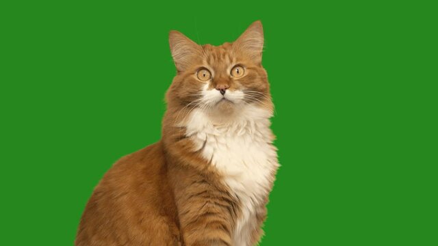 ginger cat sits and looks on green screen