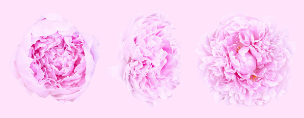 Set of beautiful light pink peony flowers blossom isolated on light pink background. Shallow depth. Soft pastel toned. Floral springtime. Copy space - 465945916