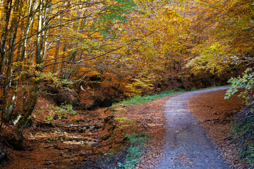 Autumn forest scenery with road of fall leaves