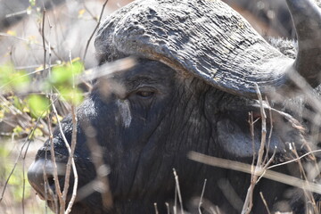 Wildlife in the Kruger National park