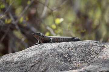 Wildlife in the Kruger National park
