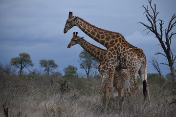 Wildlife in the Kruger National park