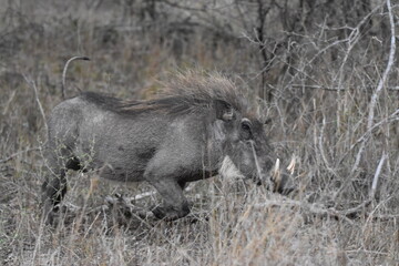 Wildlife in the Kruger National park