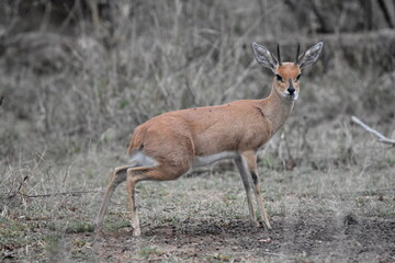 Wildlife in the Kruger National park