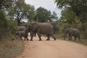 Fototapeta na wymiar Wildlife in the Kruger National park