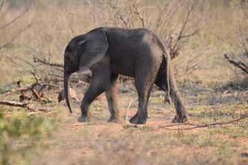 Fototapeta premium Wildlife in the Kruger National park