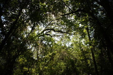 Fototapeta na wymiar forest in summer