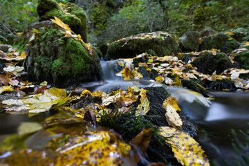 Small forest waterfall and rocks covered with moss