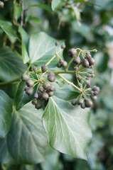 green leaves with berries