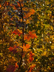 In der Natur