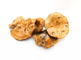 Lactarius deliciosus, también conocidos como níscalos o rovellones, entre otros nombres.  Suelen aparecer en zonas de pinar.